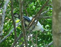 Ducula spilorrhoa