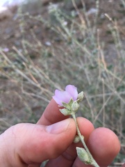 Malacothamnus orbiculatus