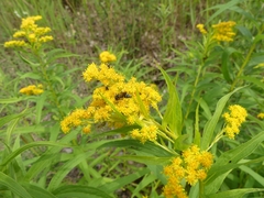 Philanthus bilunatus