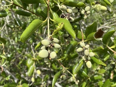 Avicennia