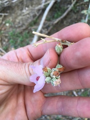 Malacothamnus orbiculatus