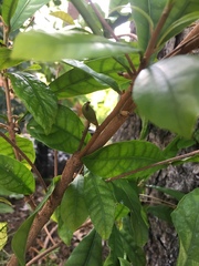 Synsepalum dulcificum