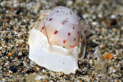 Naticarius alapapilionis