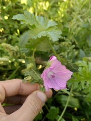 Malva moschata