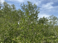 Avicennia