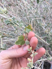 Malacothamnus orbiculatus