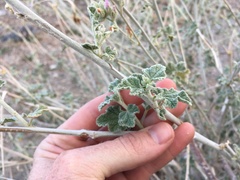 Malacothamnus orbiculatus