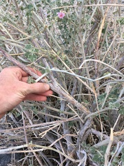 Malacothamnus orbiculatus