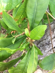 Synsepalum dulcificum