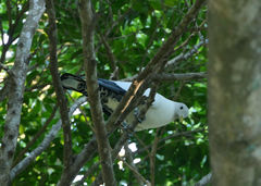 Ducula spilorrhoa