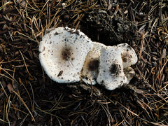 Chlorophyllum brunneum