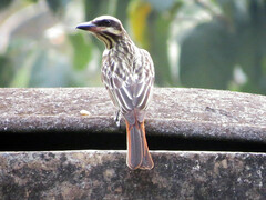Myiodynastes maculatus