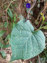 Polybia ignobilis