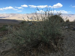 Malacothamnus orbiculatus