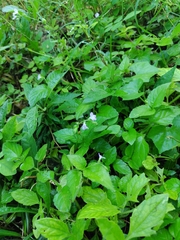 Verbenaceae