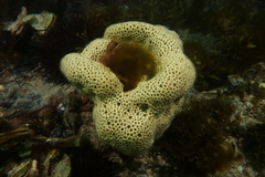 Holopsamma