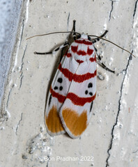 Cyana bellissima