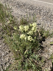 Oxytropis