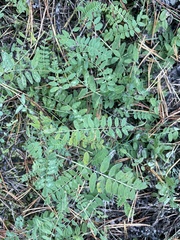 Astragalus alpinus