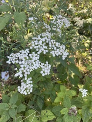 Ageratina altissima