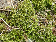 Pseudanomodon attenuatus