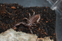Heterometrus laoticus