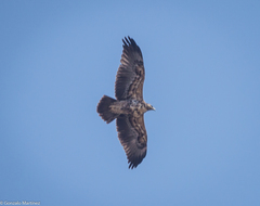 Geranoaetus melanoleucus