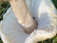 Lepiota oreadiformis