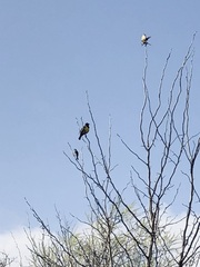 Pseudoleistes virescens