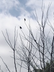 Pseudoleistes virescens