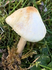Lepiota oreadiformis