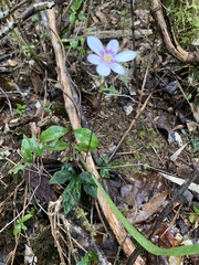 Knowltonia hepaticifolia