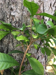 Synsepalum dulcificum