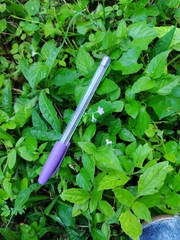 Verbenaceae