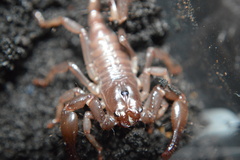 Heterometrus laoticus