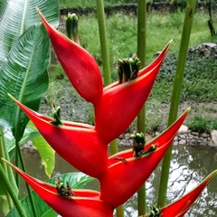 Heliconia stricta