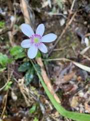 Knowltonia hepaticifolia