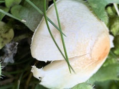 Lepiota oreadiformis