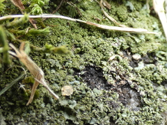 Phaeophyscia adiastola