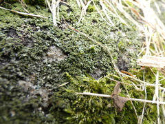 Phaeophyscia adiastola