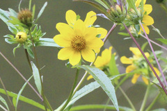 Bidens trichosperma