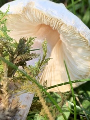 Lepiota oreadiformis