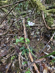 Knowltonia hepaticifolia