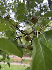 Malus coronaria