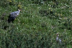 Crossoptilon crossoptilon