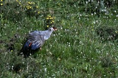 Crossoptilon crossoptilon