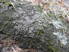 Flavoparmelia baltimorensis