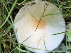 Lepiota oreadiformis