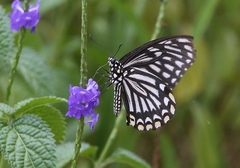 Papilio clytia