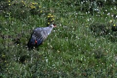 Crossoptilon crossoptilon